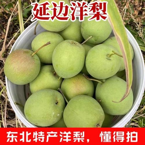 {“title”: “东北延边洋梨 偏青发货的鲜脆约定，懂行的你才拍”, “content”: “\n在东北长白山脉的怀抱里，延边朝鲜族自治州凭借昼夜温差大、土壤肥沃的独特风土，孕育出一批又一批风味浓郁的水果。其中，一颗颗青翠欲滴的洋梨，正成为越来越多挑剔食客的心头好。如果你在电商平台上看到这样一句提示——“东北延边特产洋梨新鲜应季水果发货偏青懂得拍”，恭喜你，你已经碰到了内行人的暗号。\n\n为什么是“偏青”发货？这恰恰是延边洋梨的巧思。洋梨属于后熟型水果，采摘时果皮泛着青黄或浅青色，手感硬脆，此时果肉